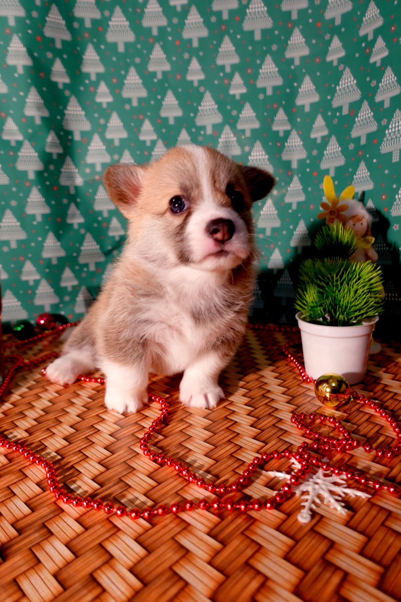 Цуценя вельш коргі дівчинка