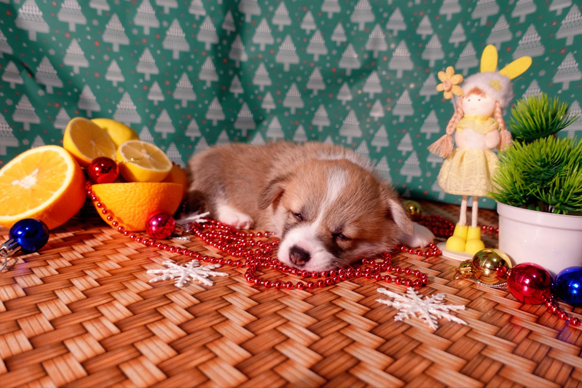 Цуценя вельш коргі дівчинка