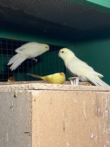 Картки креміно