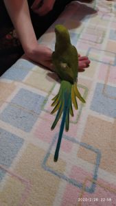 Ожереловый попугай