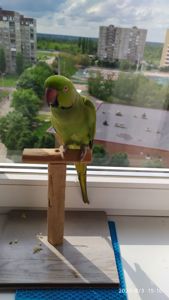 Ожереловый попугай