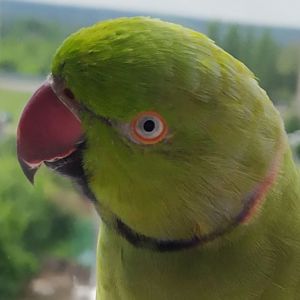 Ожереловый попугай