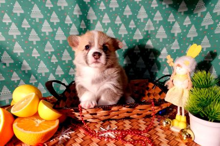 Цуценя вельш коргі дівчинка