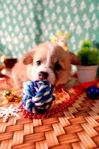 Цуценя вельш коргі дівчинка