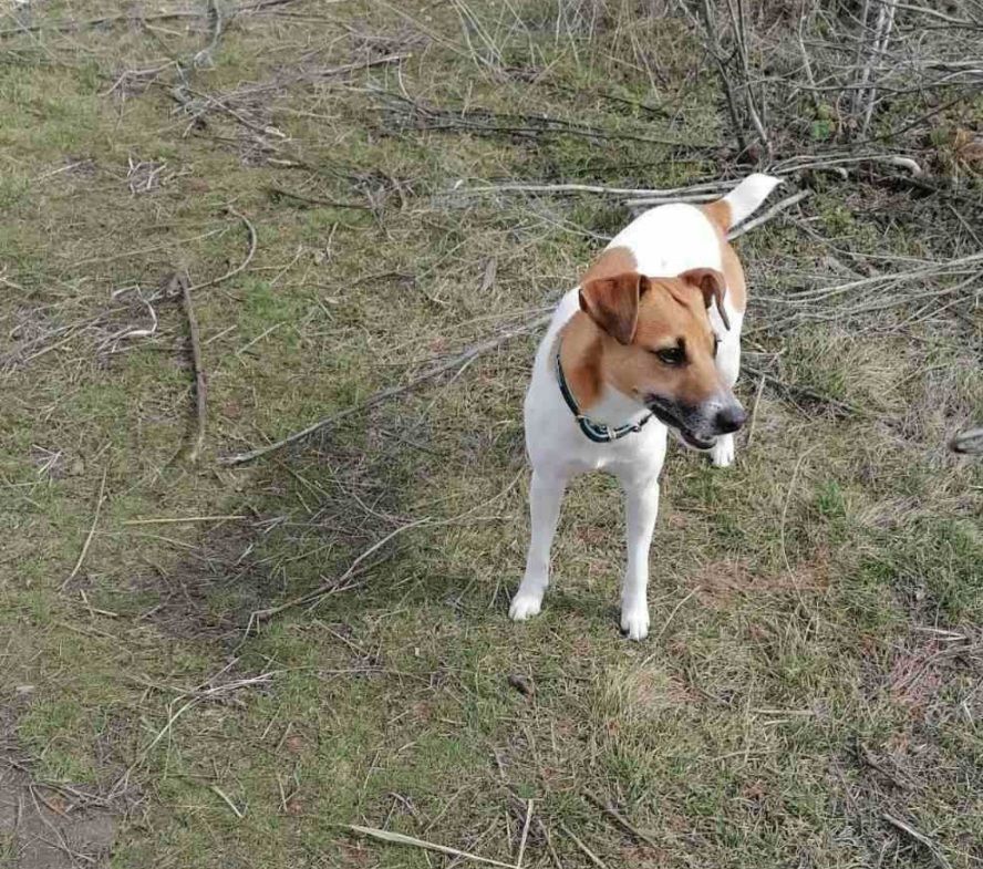 Щенки Джек-рассел-терьер