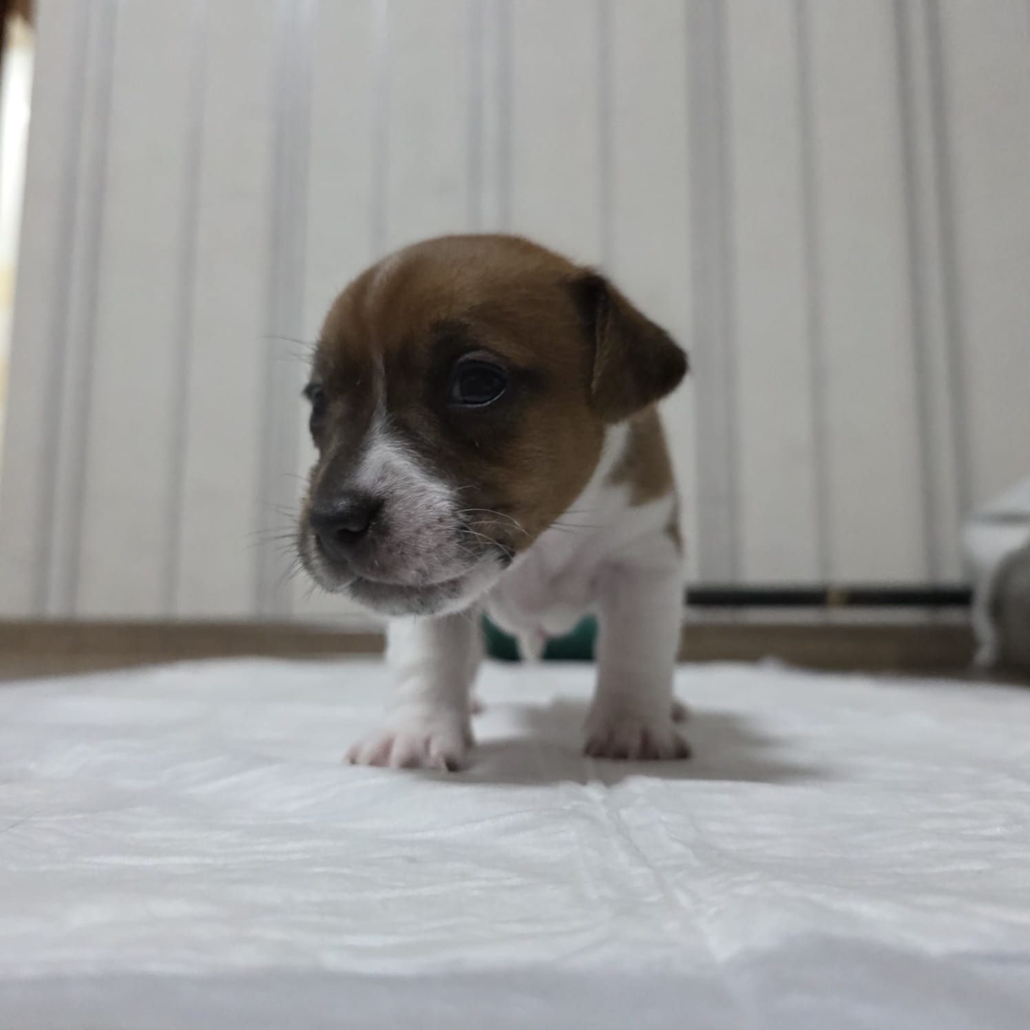 Щенки Джек-рассел-терьер