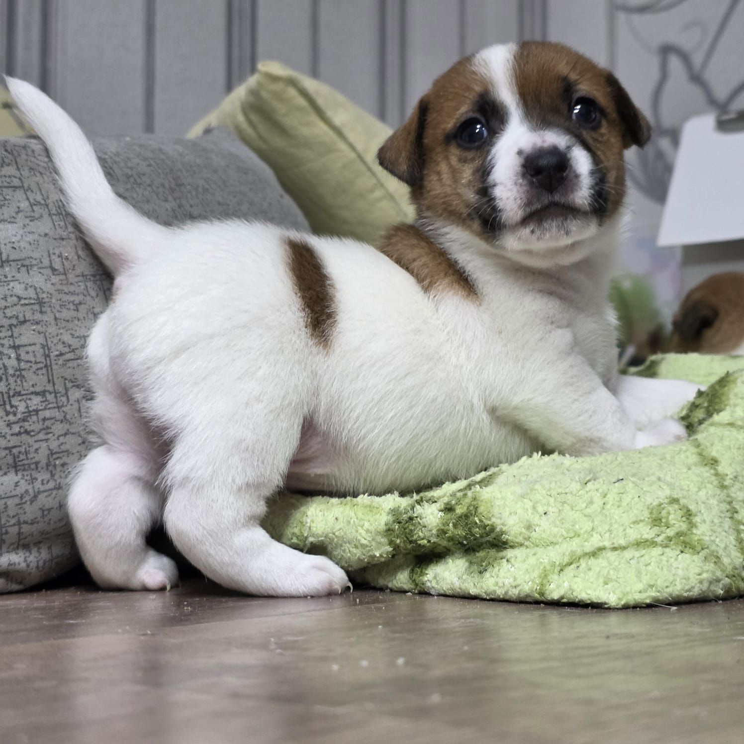 Щенки Джек-рассел-терьер