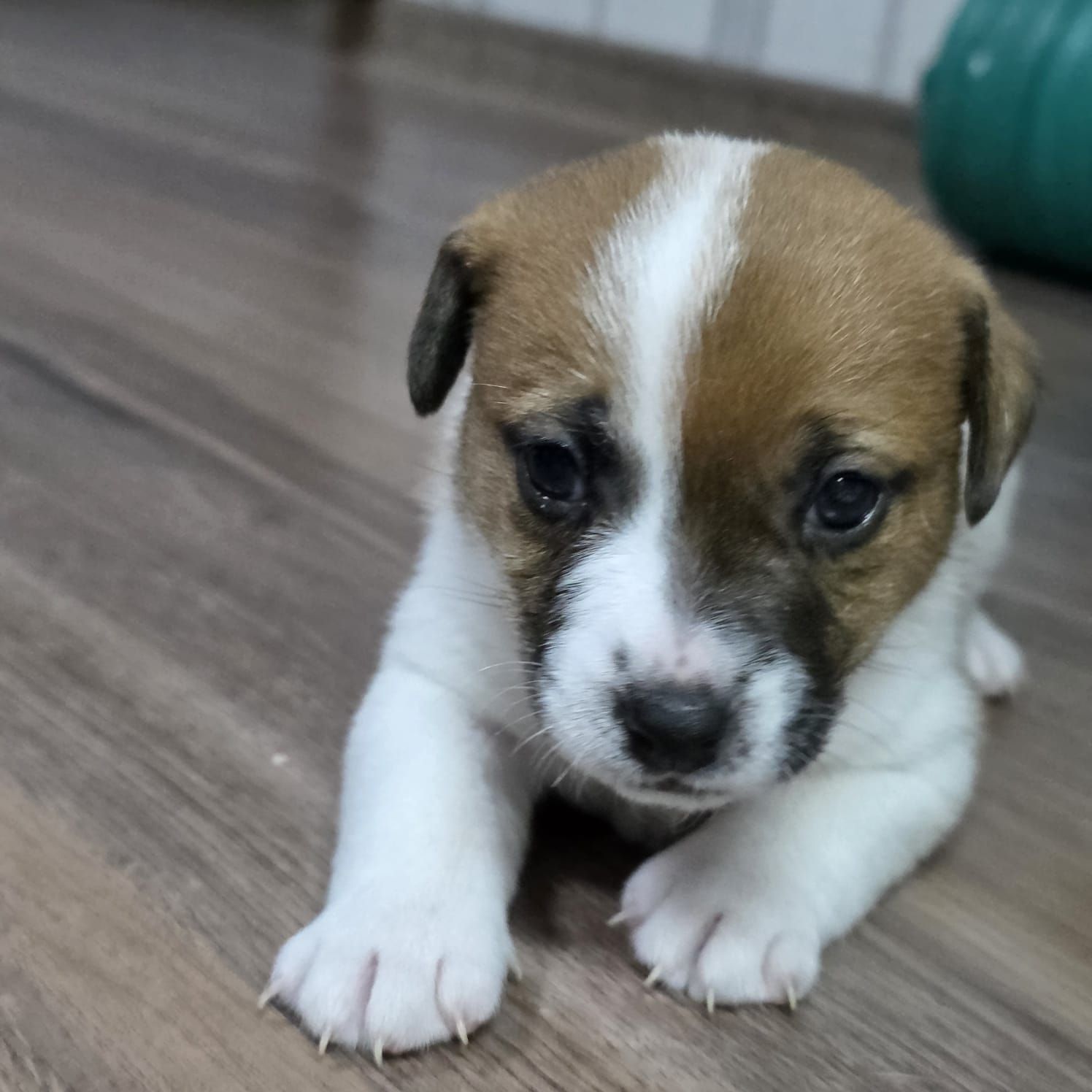 Щенки Джек-рассел-терьер