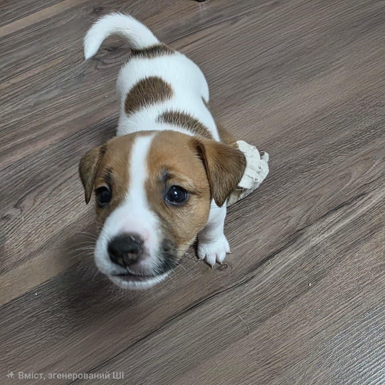 Щенки Джек-рассел-терьер