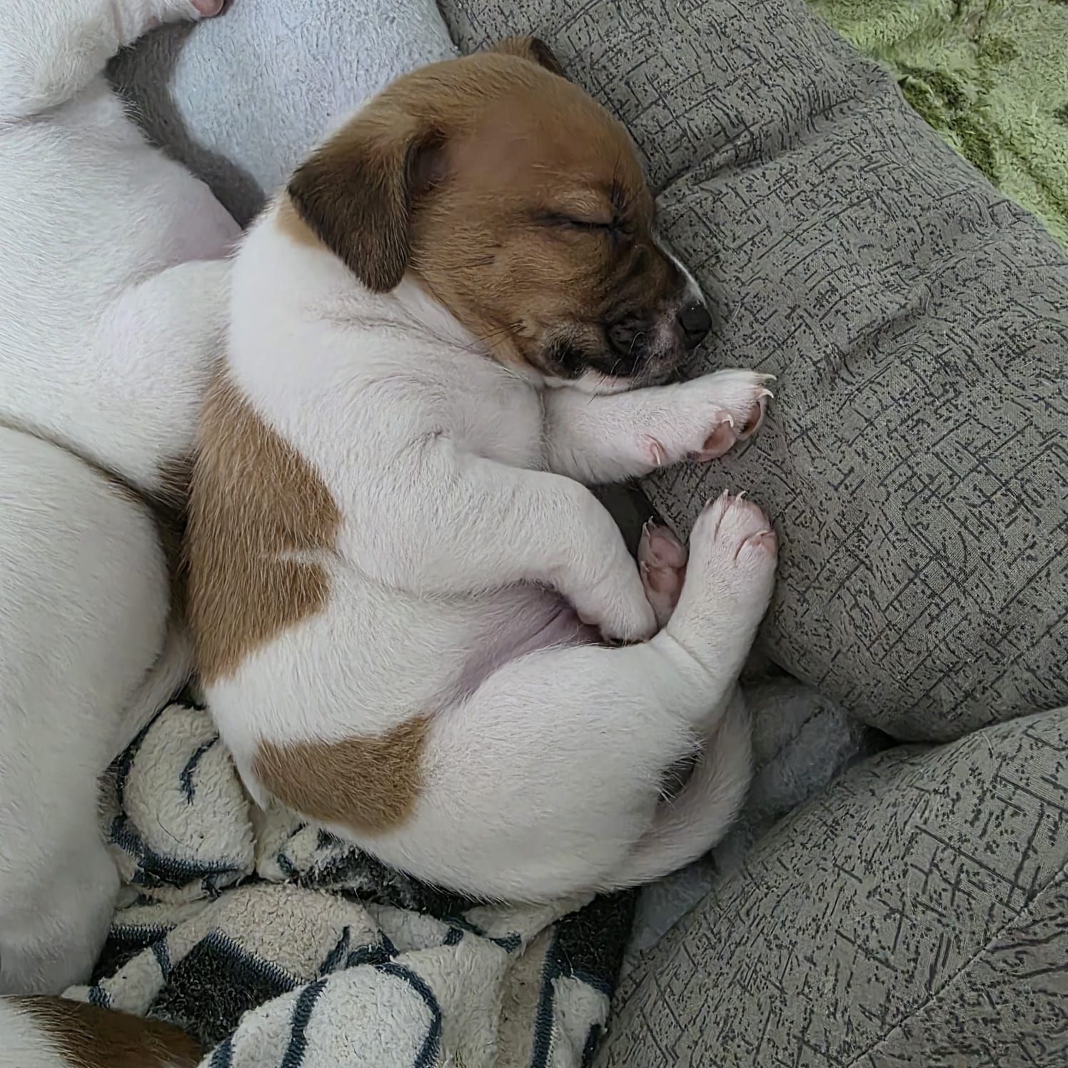 Щенки Джек-рассел-терьер