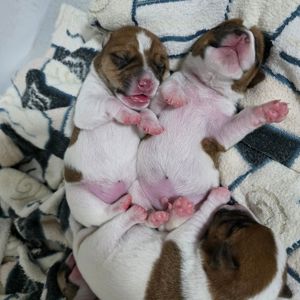 Щенки Джек-рассел-терьер