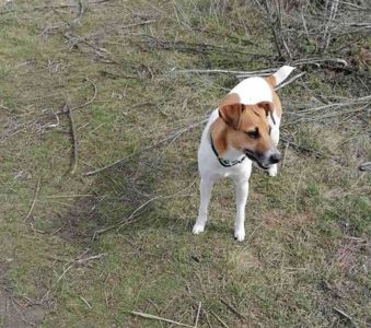 Щенки Джек-рассел-терьер