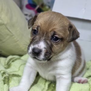 Щенки Джек-рассел-терьер