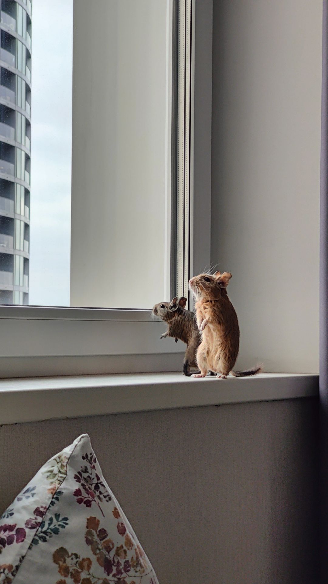 Дегу з великою кліткою та повною комплектацією