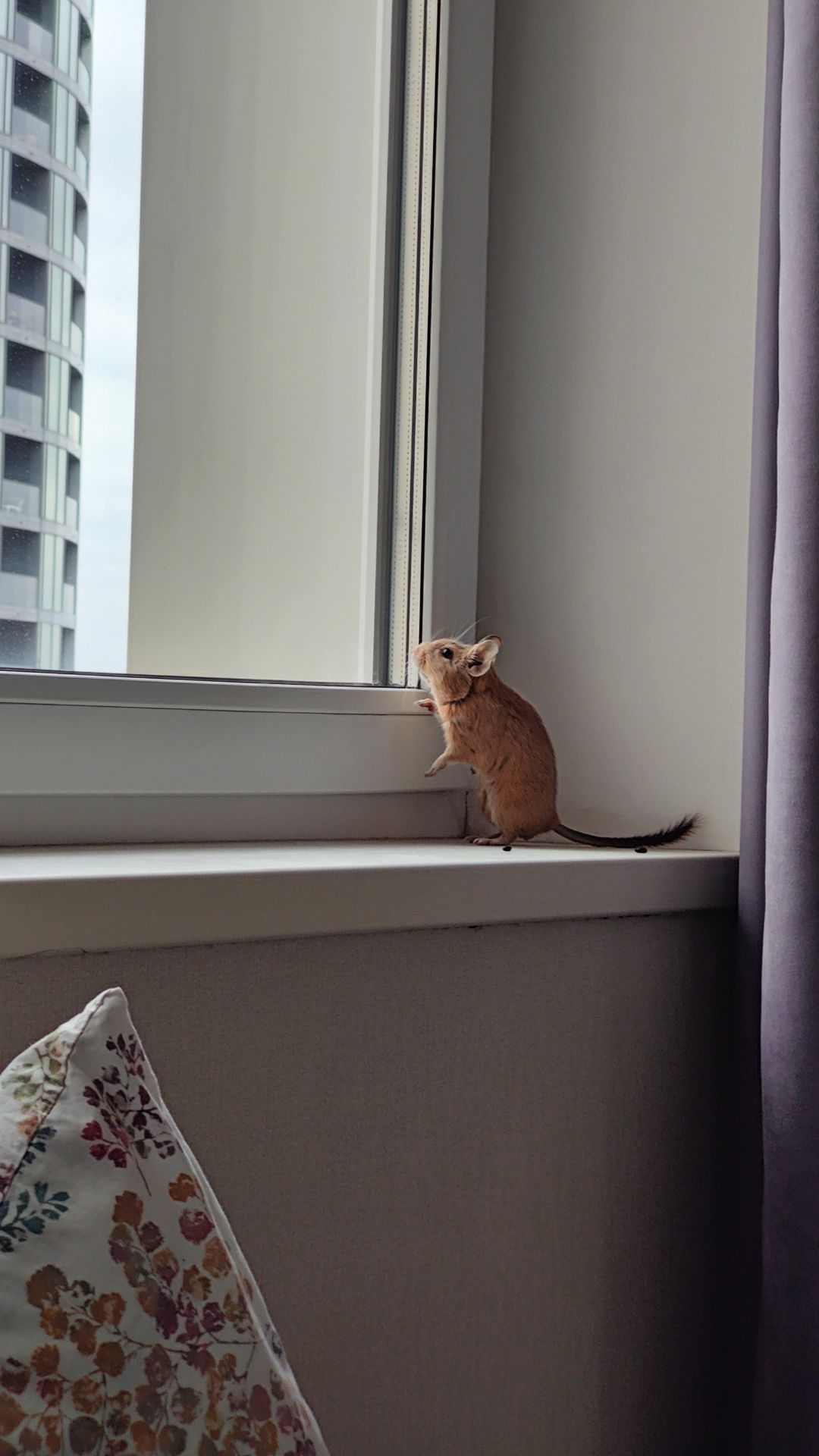 Дегу з великою кліткою та повною комплектацією