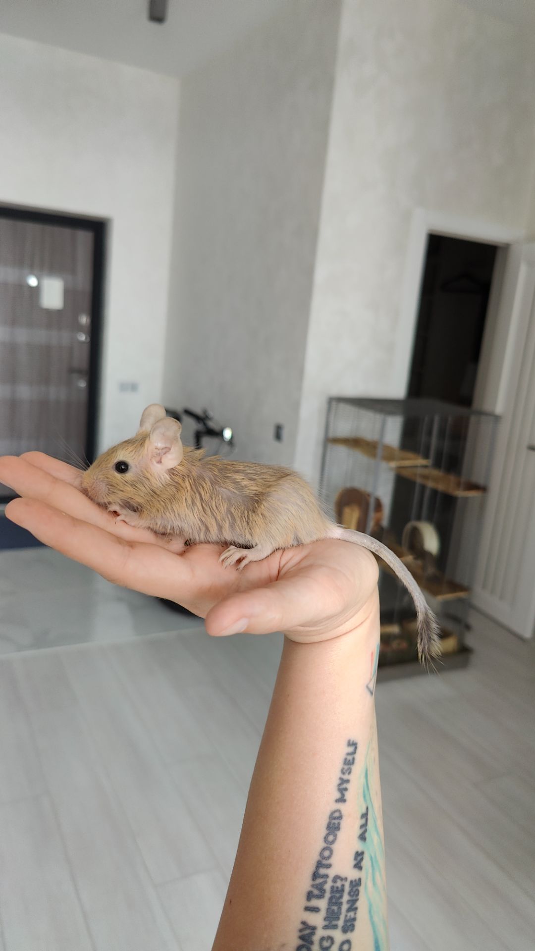 Дегу з великою кліткою та повною комплектацією