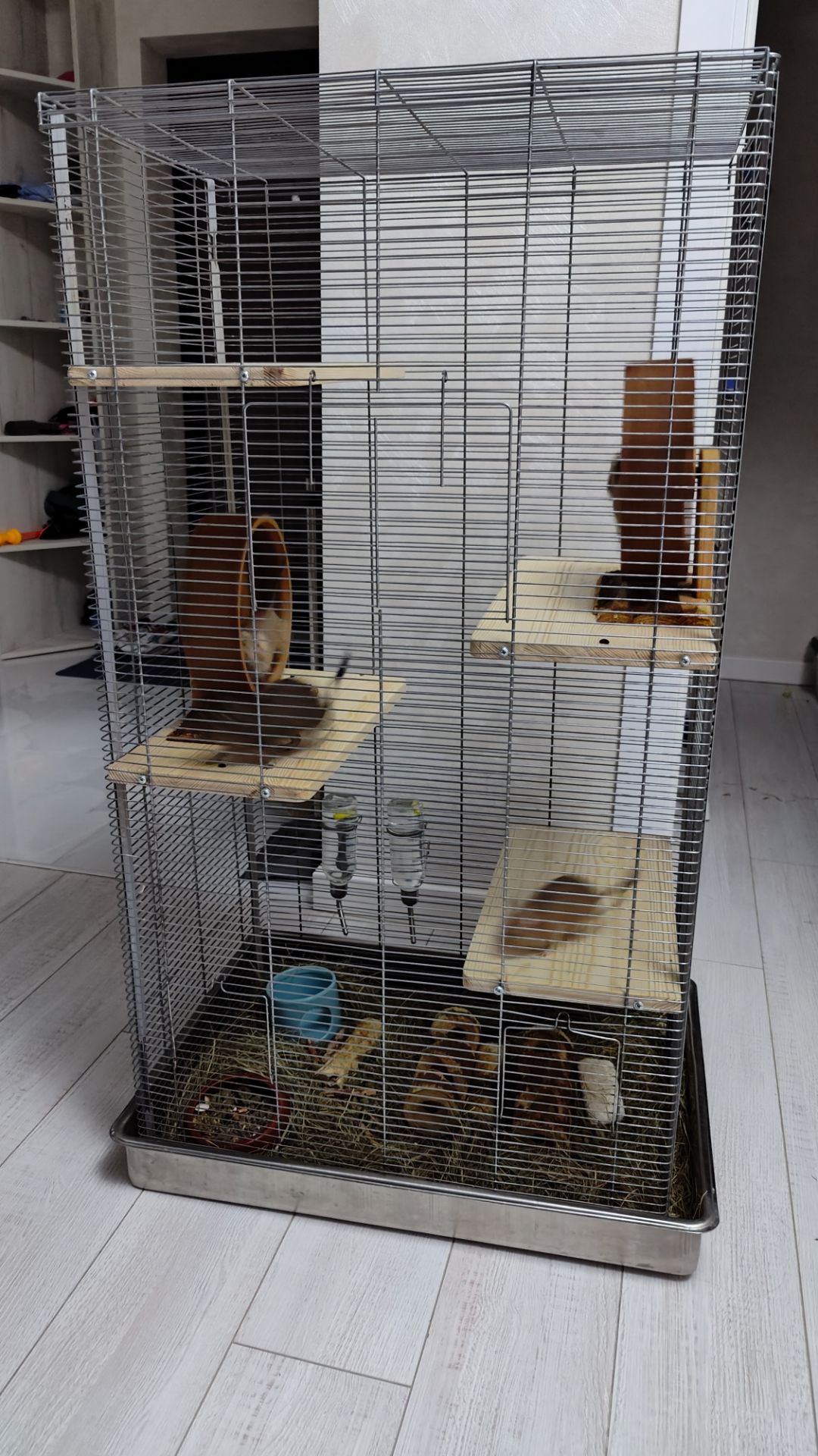 Дегу з великою кліткою та повною комплектацією
