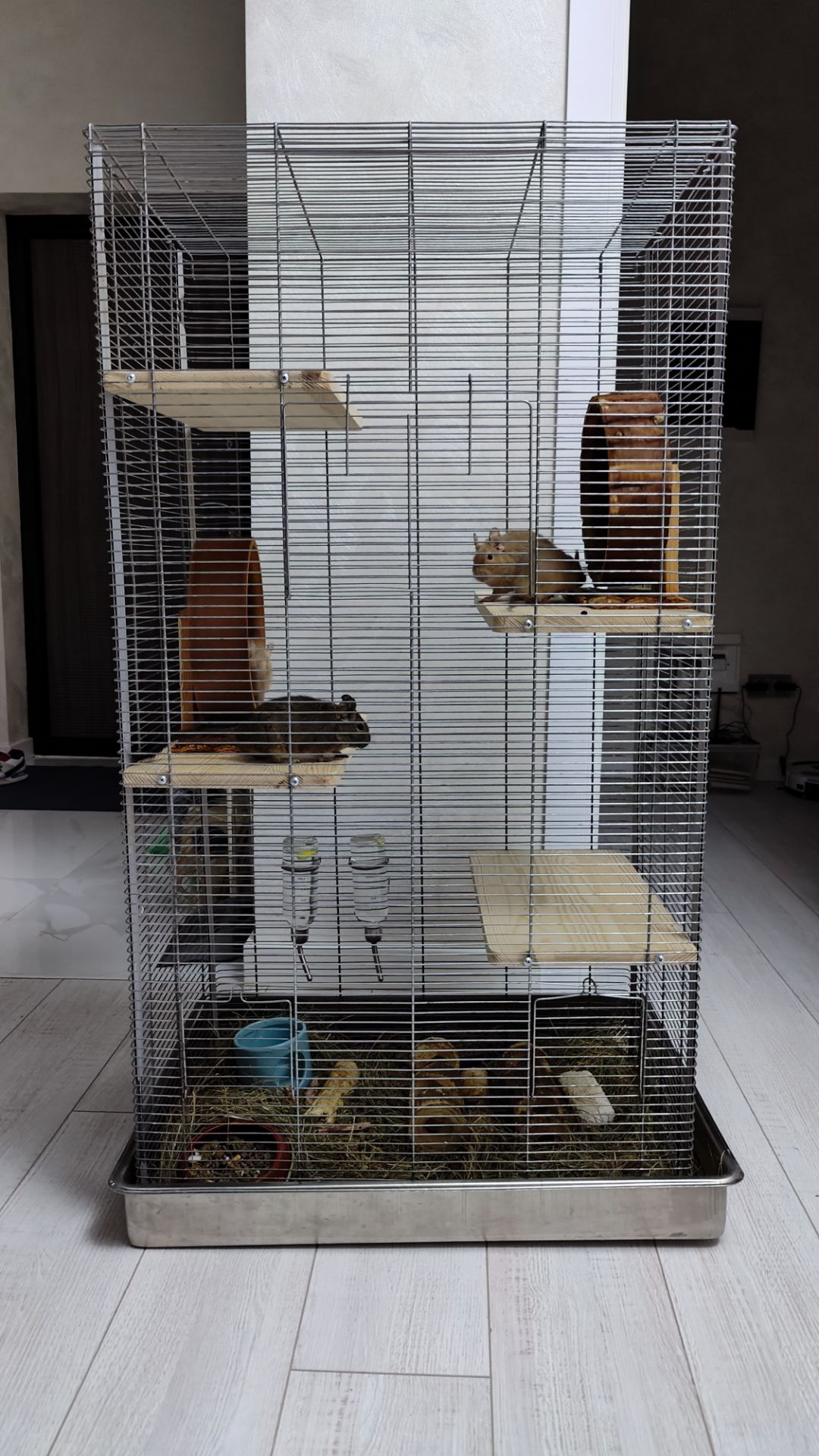 Дегу з великою кліткою та повною комплектацією