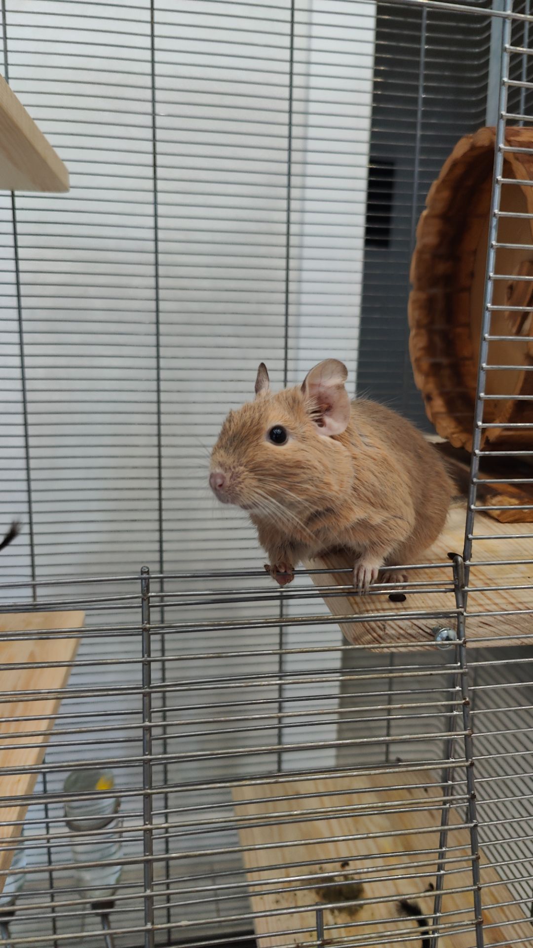 Дегу з великою кліткою та повною комплектацією