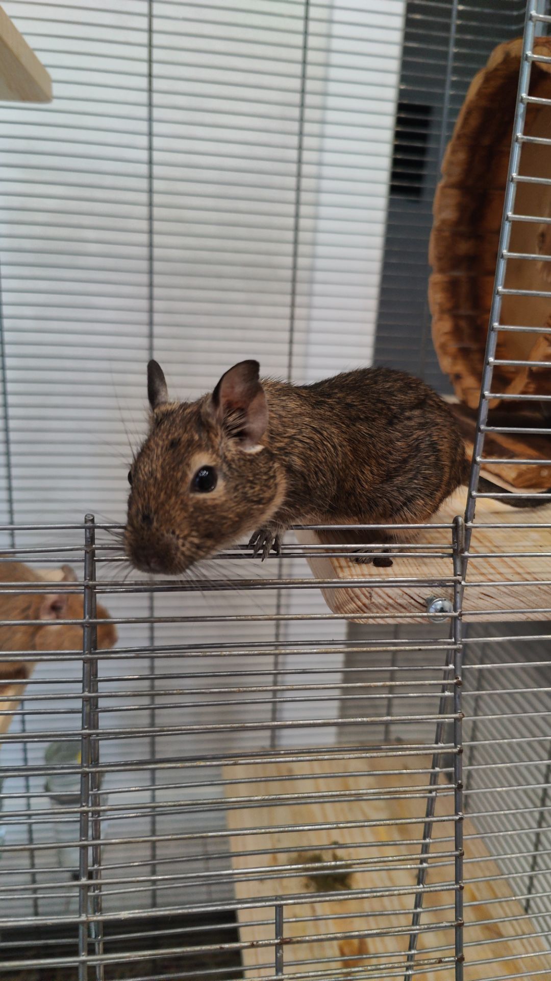 Дегу з великою кліткою та повною комплектацією