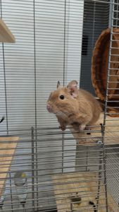 Дегу з великою кліткою та повною комплектацією