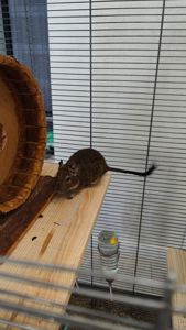 Дегу з великою кліткою та повною комплектацією