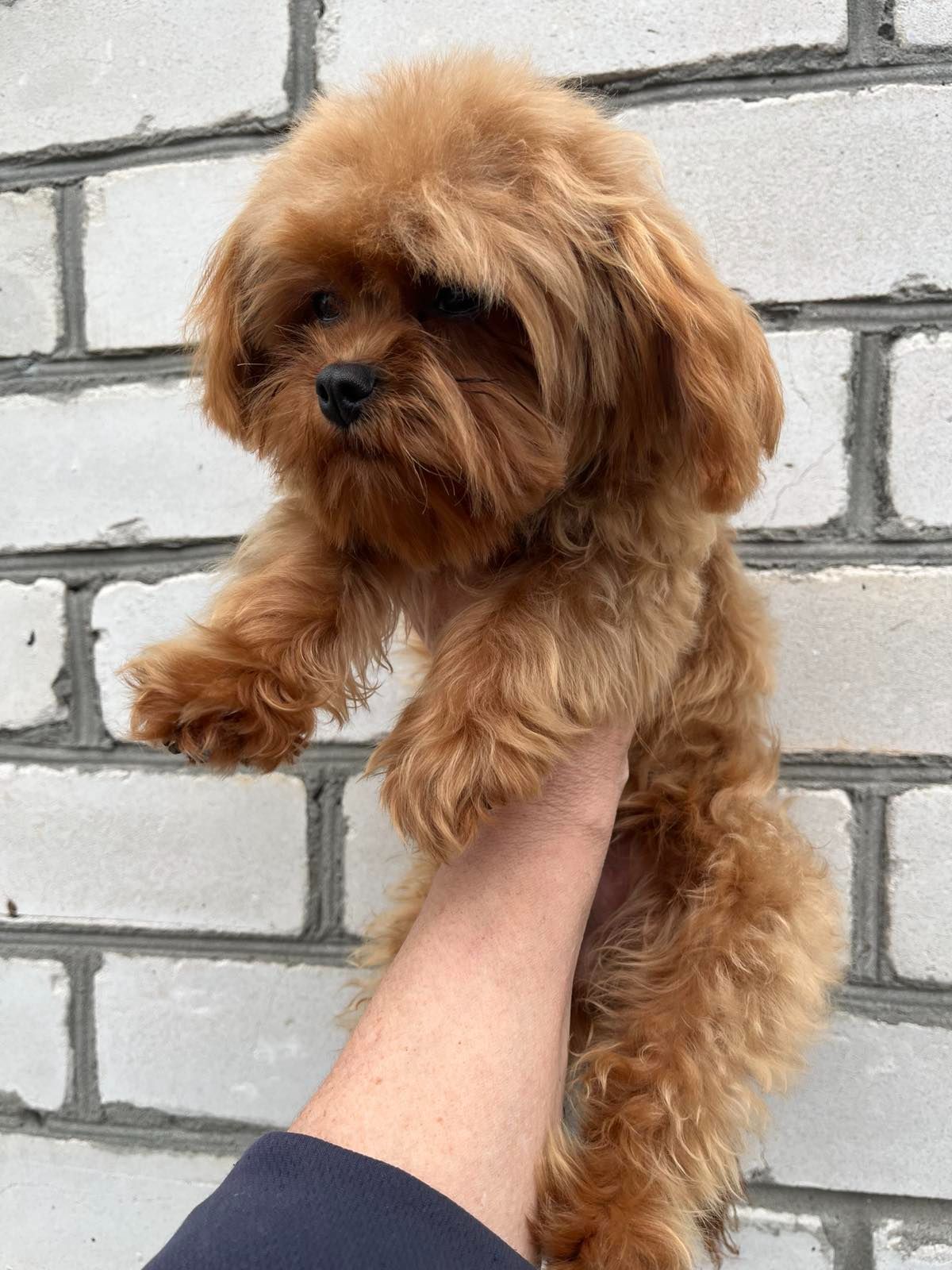 Мальтипу девочка мини