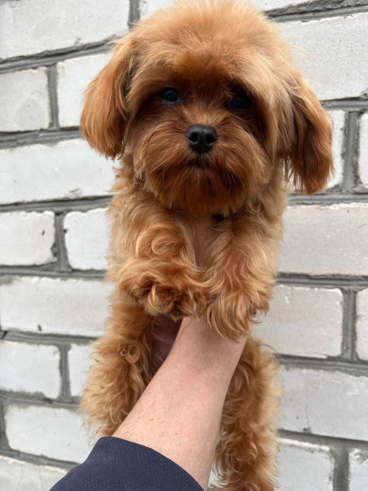 Мальтипу девочка мини