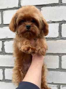 Мальтипу девочка мини