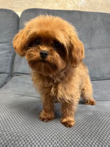 Мальтипу девочка мини