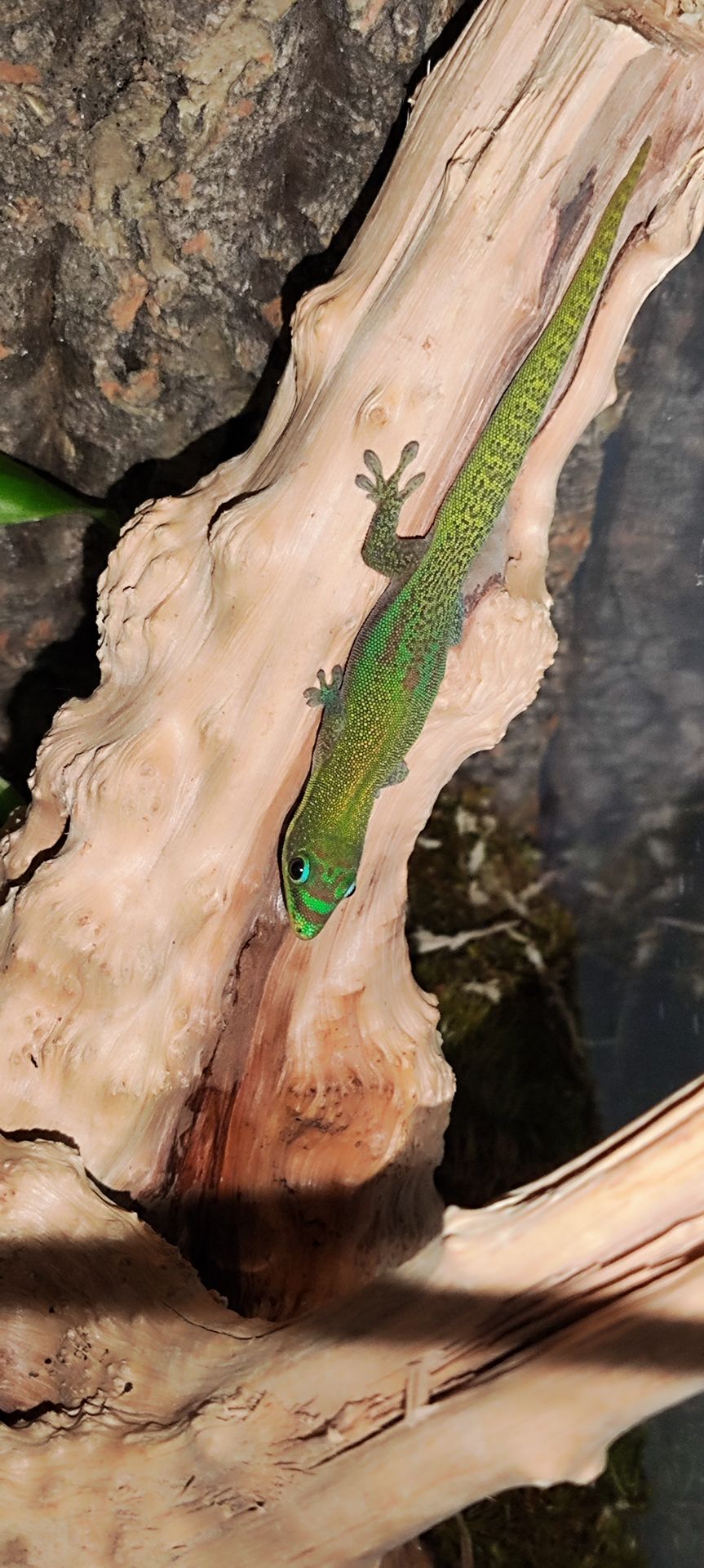 Геккон Фельзума латікауда