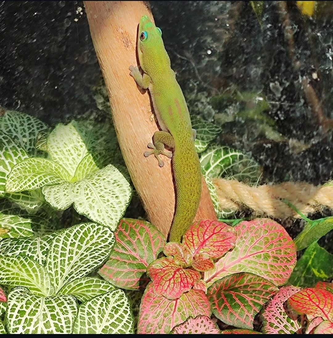 Геккон Фельзума латікауда