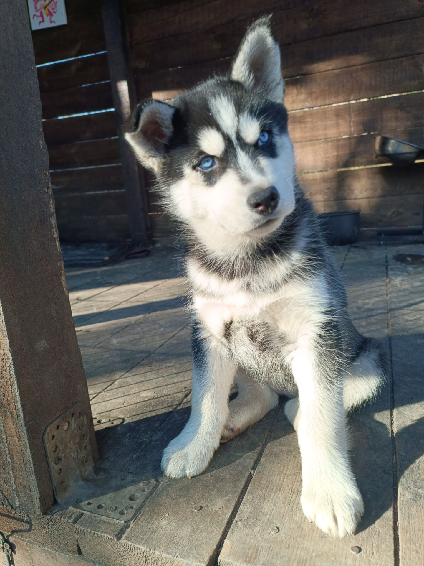 Сибірський Хаски