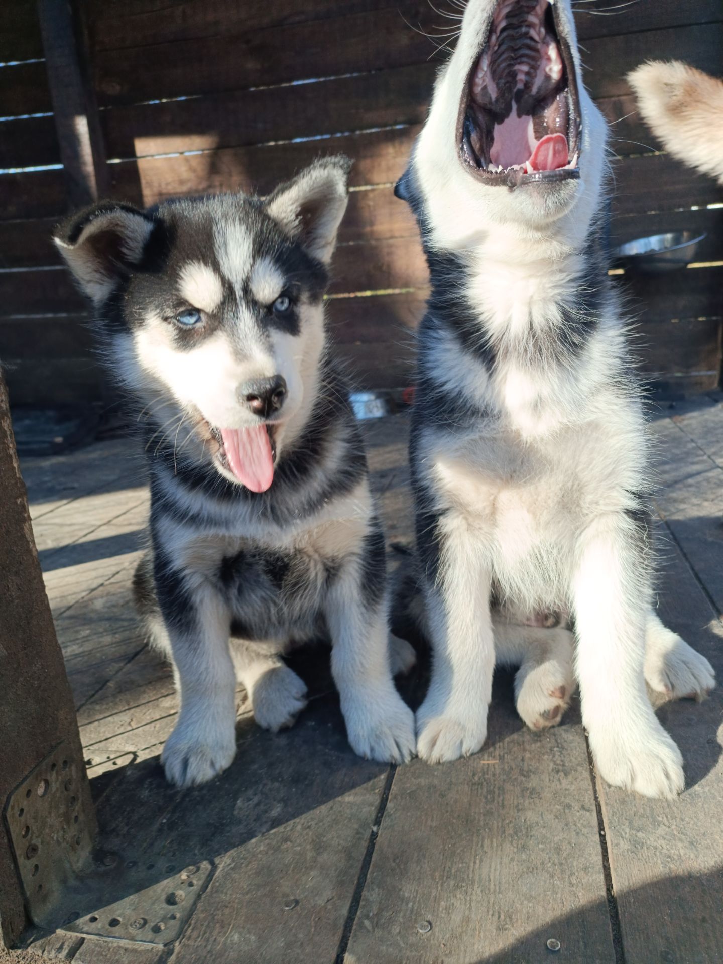 Сибірський Хаски