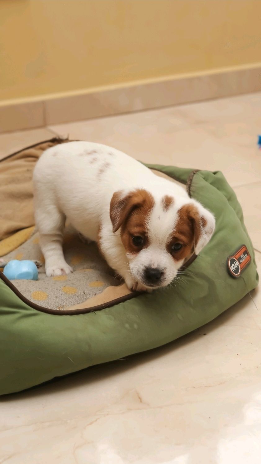 Кращі у посліді Цуцики Джек Рассел тер'єр з документами клубу КСУ