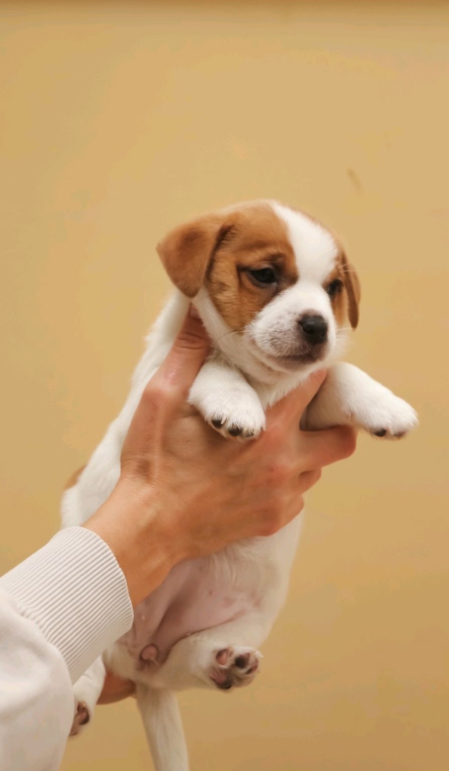 Кращі у посліді Цуцики Джек Рассел тер'єр з документами клубу КСУ