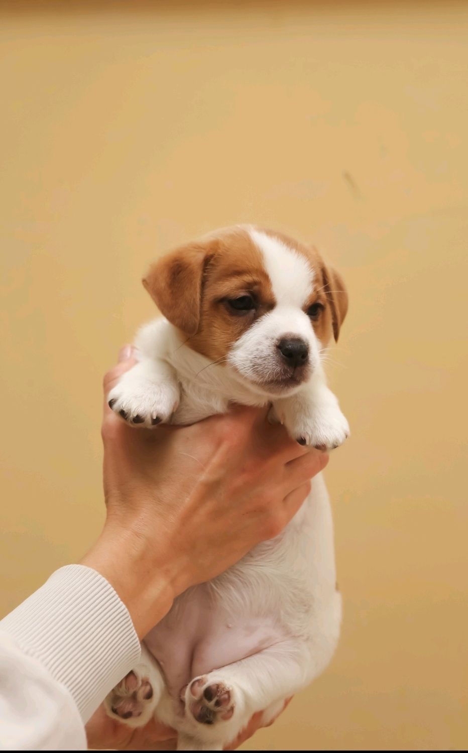 Кращі у посліді Цуцики Джек Рассел тер'єр з документами клубу КСУ