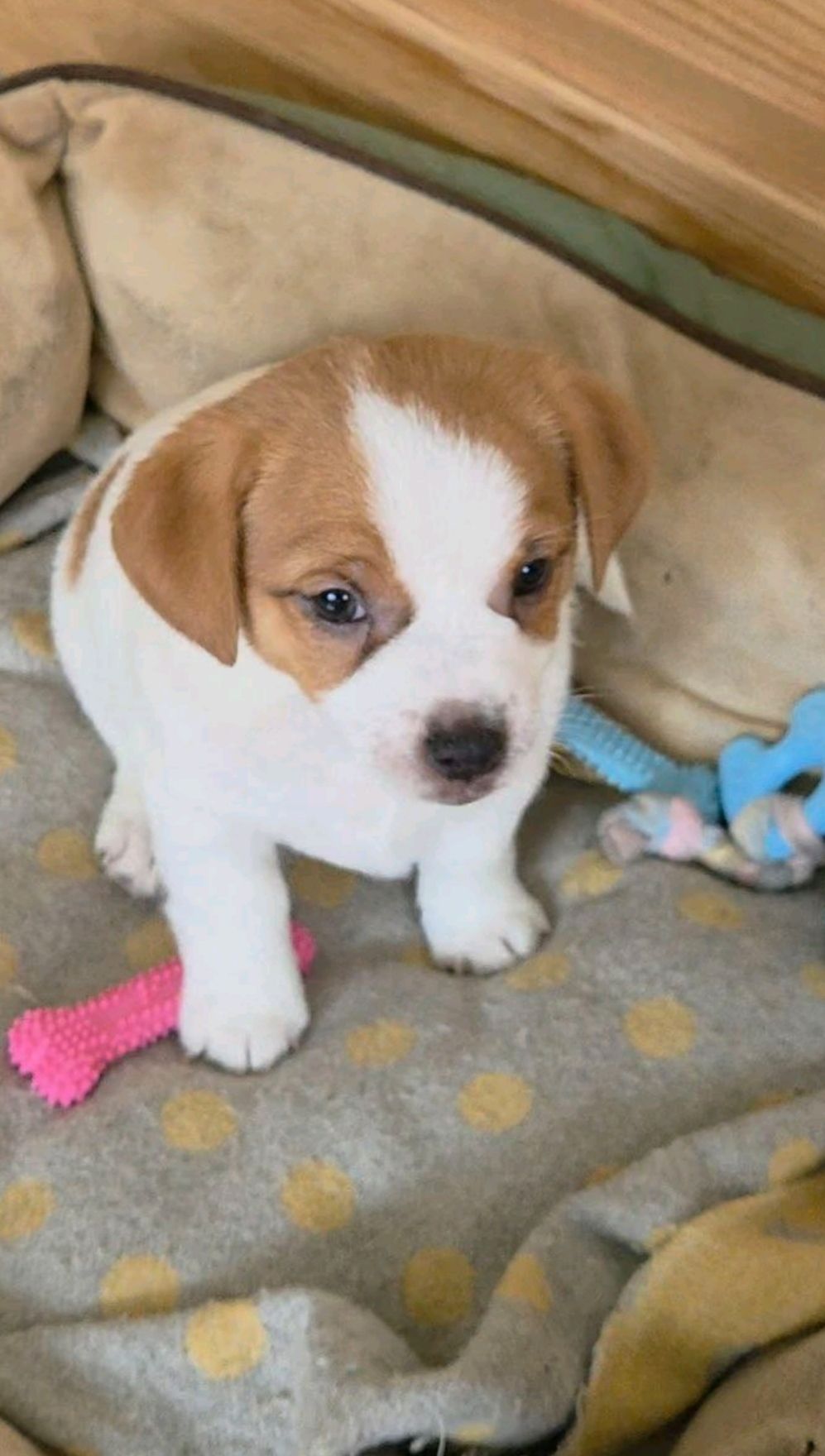 Кращі у посліді Цуцики Джек Рассел тер'єр з документами клубу КСУ