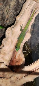 Геккон Фельзума латікауда