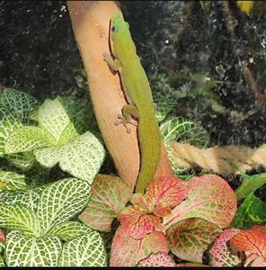 Геккон Фельзума латікауда