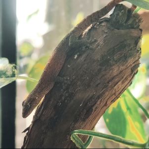 Лугубріс траурний геккон