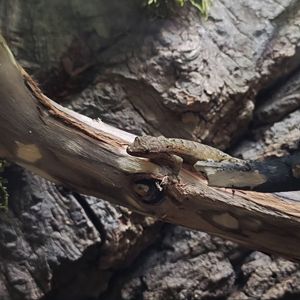 Лугубріс траурний геккон