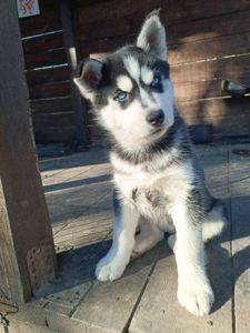 Сибірський Хаски