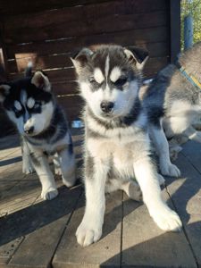 Сибірський Хаски