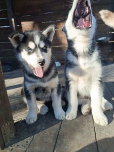 Сибірський Хаски