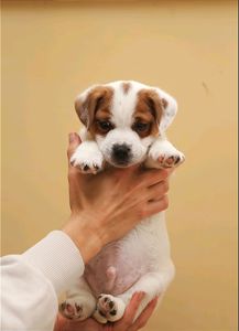 Кращі у посліді Цуцики Джек Рассел тер'єр з документами клубу КСУ