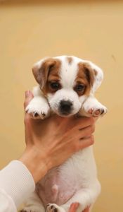 Кращі у посліді Цуцики Джек Рассел тер'єр з документами клубу КСУ