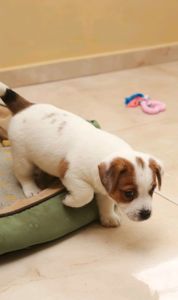 Кращі у посліді Цуцики Джек Рассел тер'єр з документами клубу КСУ