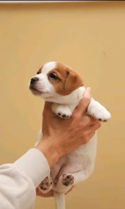 Кращі у посліді Цуцики Джек Рассел тер'єр з документами клубу КСУ