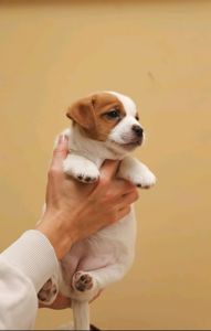 Кращі у посліді Цуцики Джек Рассел тер'єр з документами клубу КСУ